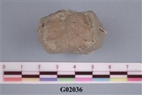 藏品(螃蟹)的圖片